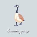 Canada goose. Bird walking forward. Vintage collection. Vector illustration Royalty Free Stock Photo