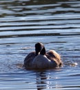 Canada Goose Bird Washing And Splashing Water In The Lake In Ear