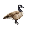 Canada Goose Bird Watercolor Illustration. Hand Drawn Realistic Detailed Canadian Goose. Wildlife North America Avian