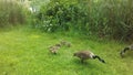 Canada Goose Birds with Babies on Lawn with Puddles in Newark, NJ.