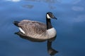 A Canada goose in blue water