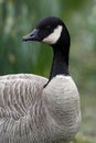 Canada Goose (Branta canadensis) Royalty Free Stock Photo