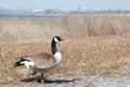 Canada Goose, Branta canadensis Royalty Free Stock Photo