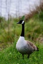 Canada Goose (Branta canadensis) Royalty Free Stock Photo