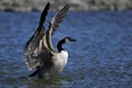 Canada goose, branta canadensis Royalty Free Stock Photo