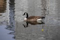 Canada goose / Branta canadensis bird swimming on a lake in early spring with reflections on water Royalty Free Stock Photo