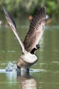 Canada Goose, Branta Canadensis