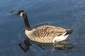 Canada goose - Branta canadensis Royalty Free Stock Photo