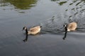 Canada goose - Branta canadensis Royalty Free Stock Photo