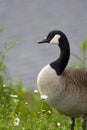 Canada Goose (Branta canadensis canadensis) Royalty Free Stock Photo