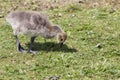 Canada Goose chick Royalty Free Stock Photo