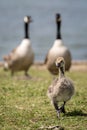 Canada Goose chick and parents Royalty Free Stock Photo