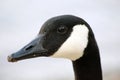 Canada Goose (Branta canadensis) close-up portrait. Royalty Free Stock Photo