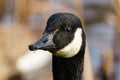 Canada Goose (Branta canadensis) close-up portrait, taken in the London, England Royalty Free Stock Photo