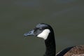 Canada Goose branta canadensis close up profile