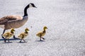 A Canada Goose Branta canadensis family Royalty Free Stock Photo