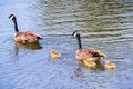 Canada Goose Branta canadensis family Royalty Free Stock Photo