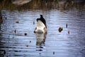 Canada goose Branta canadensis family is a large wild goose species Royalty Free Stock Photo