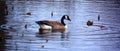 Canada goose Branta canadensis family is a large wild goose species Royalty Free Stock Photo