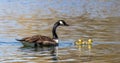 Canada goose, Branta canadensis family with young goslings at a lake near Munich in Germany Royalty Free Stock Photo