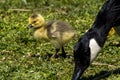 Canada goose, Branta canadensis family with young goslings at a lake near Munich in Germany Royalty Free Stock Photo