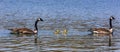 Canada goose, Branta canadensis family with young goslings at a lake near Munich in Germany Royalty Free Stock Photo