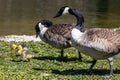 Canada goose, Branta canadensis family with young goslings at a lake near Munich in Germany Royalty Free Stock Photo