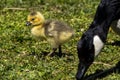 Canada goose, Branta canadensis family with young goslings at a lake near Munich in Germany Royalty Free Stock Photo