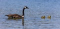 Canada goose, Branta canadensis family with young goslings at a lake near Munich in Germany Royalty Free Stock Photo