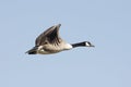 Canada Goose (Branta canadensis) In Flight Royalty Free Stock Photo