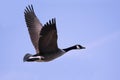 Canada Goose (Branta canadensis) In Flight Royalty Free Stock Photo