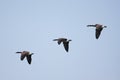 Canada Goose (Branta canadensis) In Flight Royalty Free Stock Photo