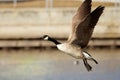 Canada goose (Branta canadensis) Royalty Free Stock Photo