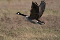 A Canada Goose, Branta canadensis, in flight Royalty Free Stock Photo