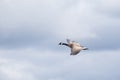 Canada Goose (Branta canadensis)