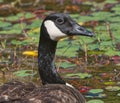 Canada Goose, Branta canadensis, floating in calm pond water with close up of head and green trees, lillypads blurred in Royalty Free Stock Photo