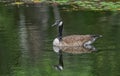 Canada Goose, Branta canadensis, floating in calm pond water with reflection of head and green tree Royalty Free Stock Photo