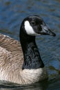 Canada Goose Floating on the Water Royalty Free Stock Photo