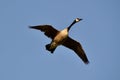 Canada goose (Branta canadensis) flying close overhead