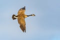 A Canada goose, Branta canadensis, flying over a wetland in Culver, Indiana