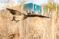 A Canada goose, Branta canadensis, flying thru cattails at an Indiana wetland