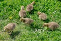 Canada Goose branta canadensis Goslings Royalty Free Stock Photo