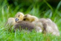 Canada goose (Branta canadensis) goslings Royalty Free Stock Photo