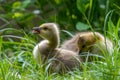 Canada goose (Branta canadensis) goslings Royalty Free Stock Photo