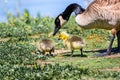 Canada Goose Branta canadensis goslings Royalty Free Stock Photo