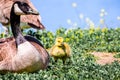 Canada Goose Branta canadensis goslings Royalty Free Stock Photo