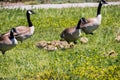 Canada Goose Branta canadensis goslings Royalty Free Stock Photo