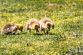 Canada Goose Branta canadensis goslings Royalty Free Stock Photo