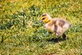 Canada Goose Branta canadensis goslings Royalty Free Stock Photo