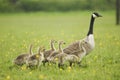 Canada Goose (Branta canadensis) with Goslings Royalty Free Stock Photo